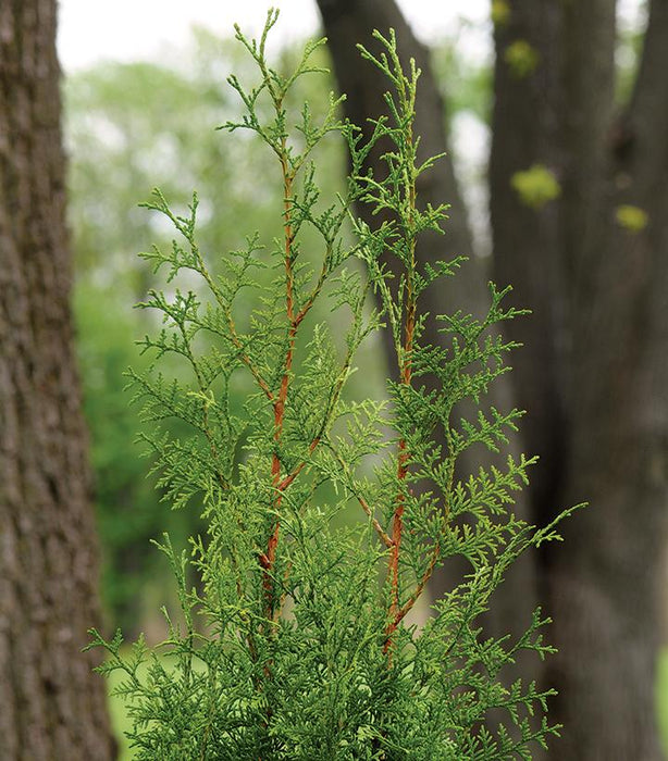 Sugar and Spice™ Arborvitae