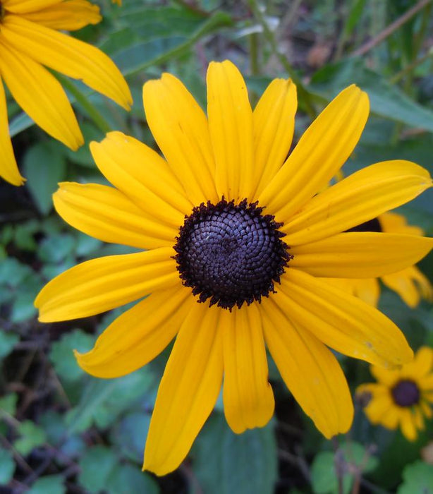 Black Eyed Susan (Rudbeckia hirta)