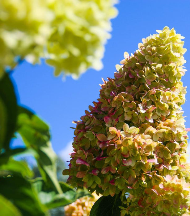 Dragon Baby™ Hardy Hydrangea