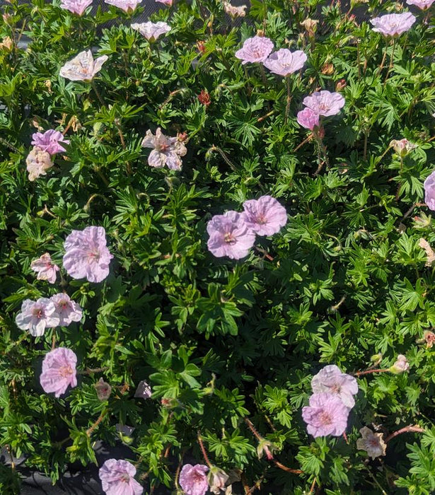 Bloody Cranesbill Geranium