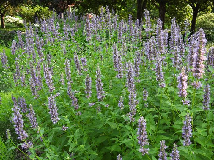 Black Adder Anise Giant Hyssop