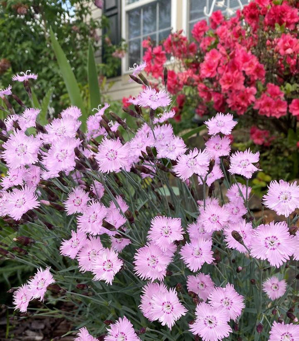 Bath's Pink Dianthus