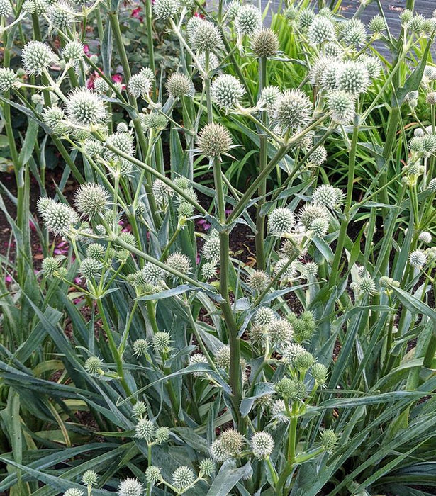 Rattlesnake Master