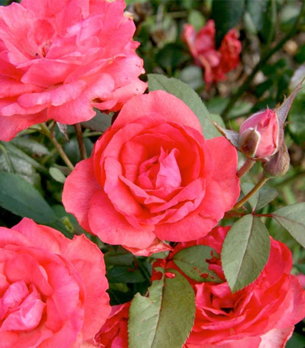 Tahitian Treasure™ Rose