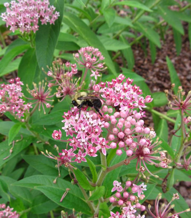 Eastern Swamp Milkweed