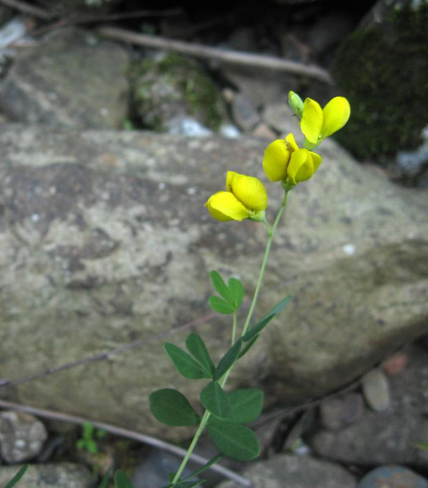 Wild Yellow Indigo