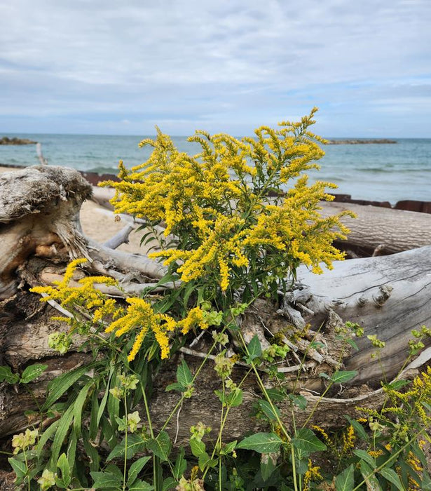 Seaside Goldenrod