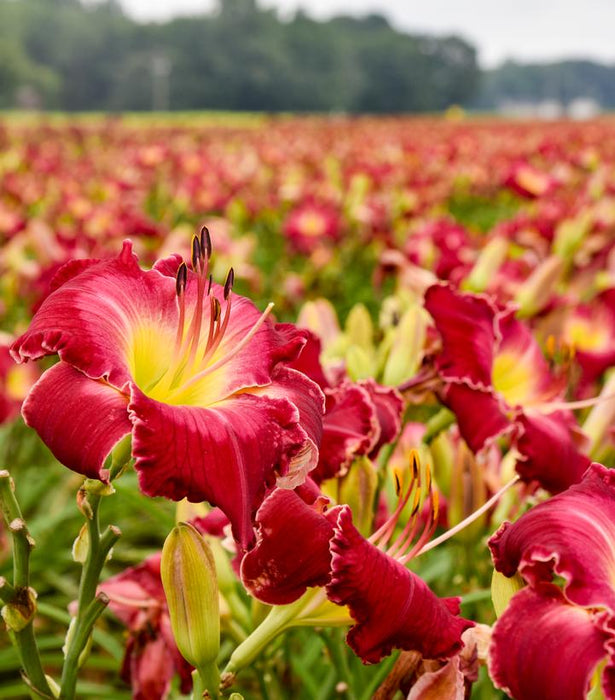 Rainbow Rhythm® Blood Sweat and Tears Daylily