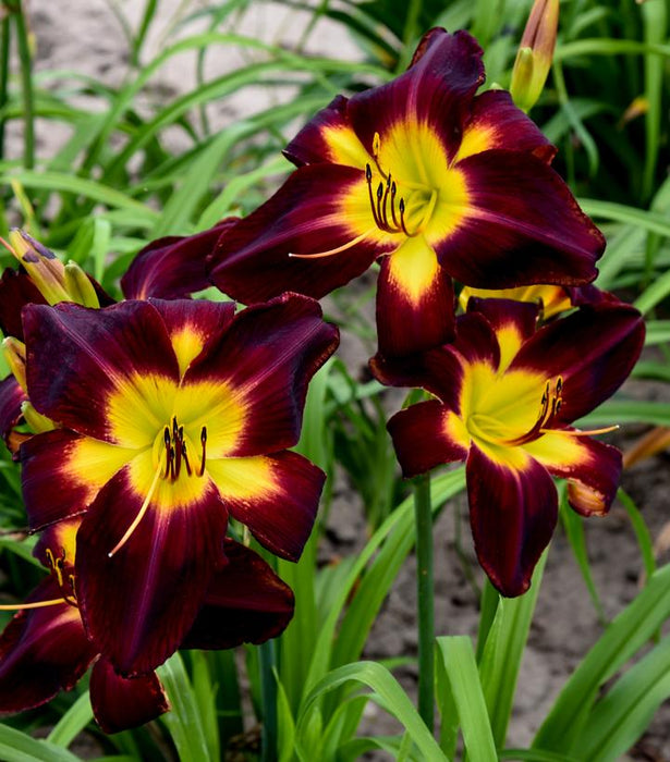 Rainbow Rhythm® Persian Ruby Daylily