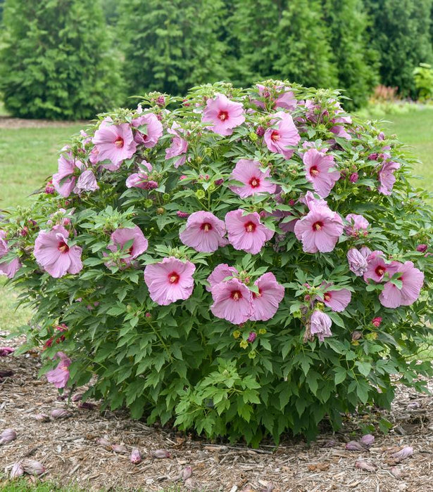 SUMMERIFIC® Lilac Crush Rose Mallow (Hibiscus)