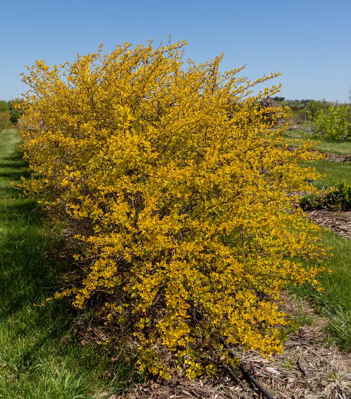 Honeycomb Ninebark — Gardens of the World