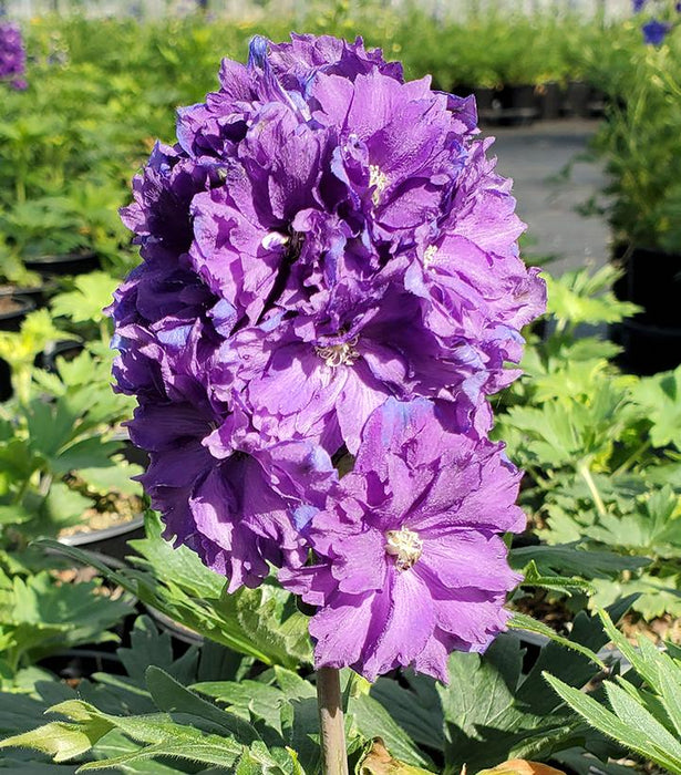 Delgenius Kinglsey Delphinium