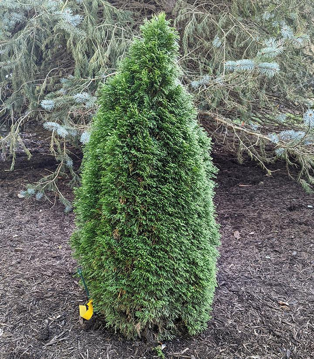 Emerald Petite™ Arborvitae