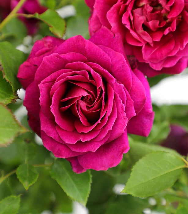 True Bloom™ True Serenity Hybrid Tea Rose