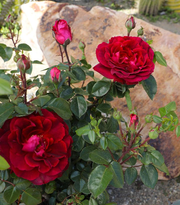 True Bloom™ True Spirit Hybrid Tea Rose