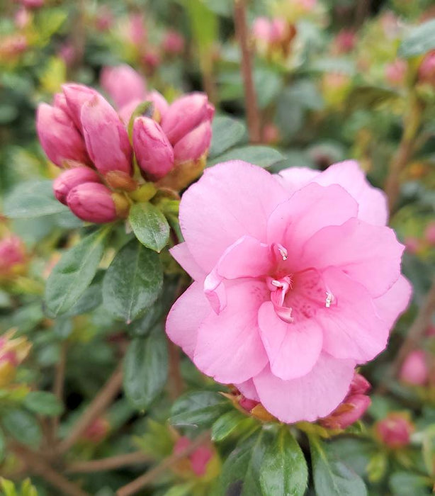 Poukhanense Pink Compact Korean Azalea