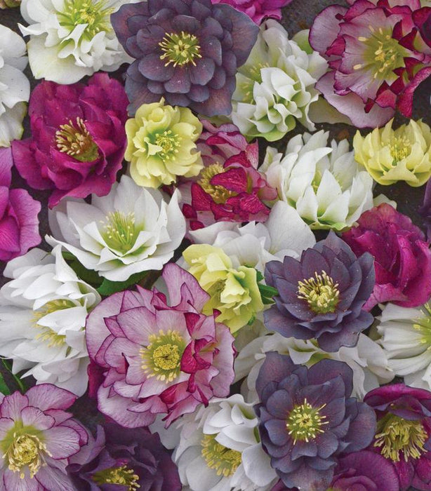 Wedding Party® Mixed Lenten Rose