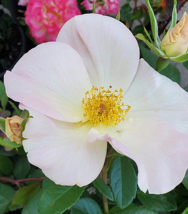 Sally Holmes Climbing Rose