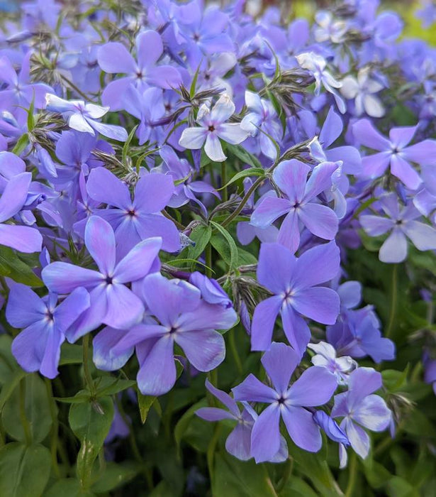 Blue Moon Phlox