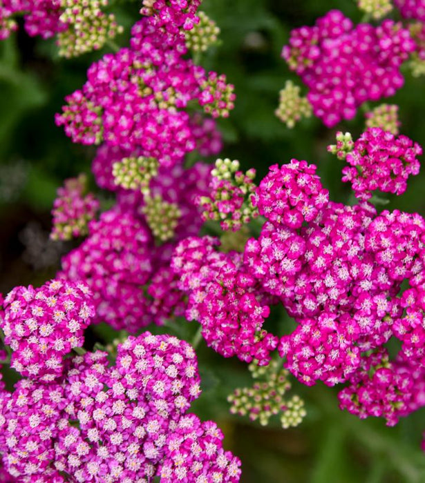 Firefly Fuchsia Yarrow