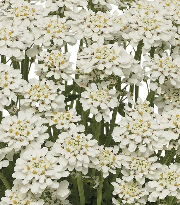 Snowdrift Candytuft