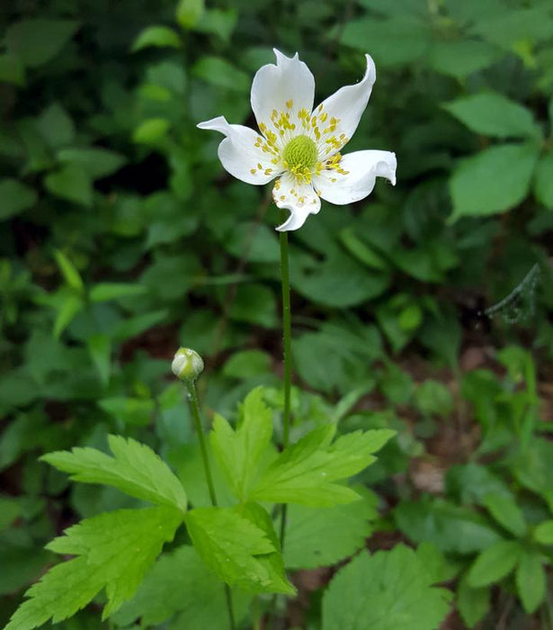 Tall Thimbleweed