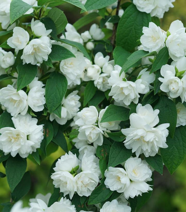 Illuminati Spice™ Mock Orange