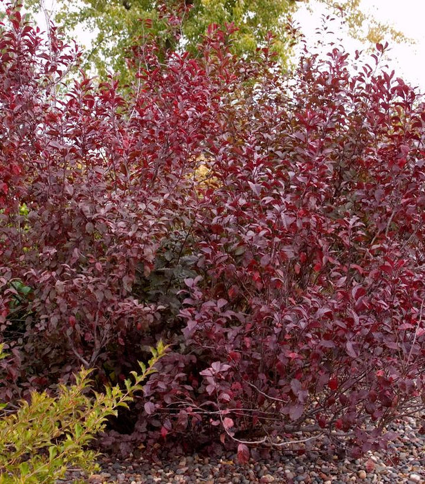 Purple Leaf Sand Cherry