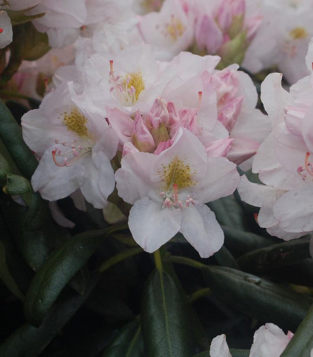 White Catawba Rhododendron