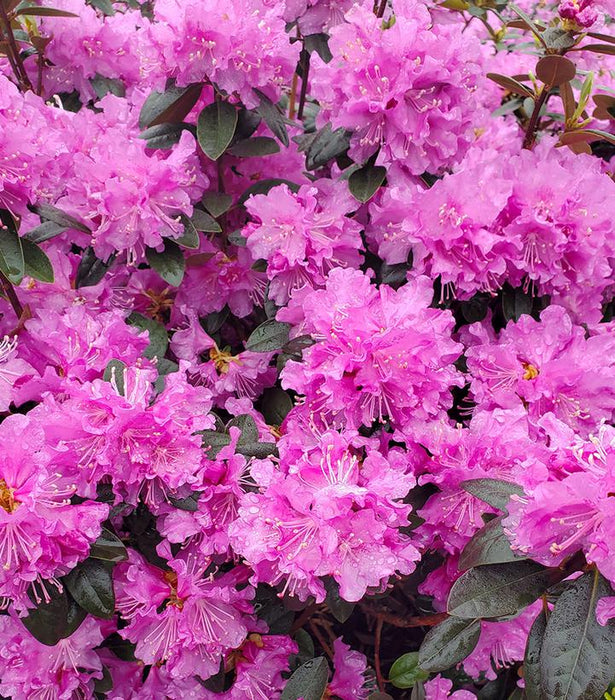 PJM Elite Rhododendron