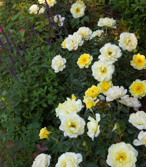 Easy Elegance® Yellow Submarine Rose