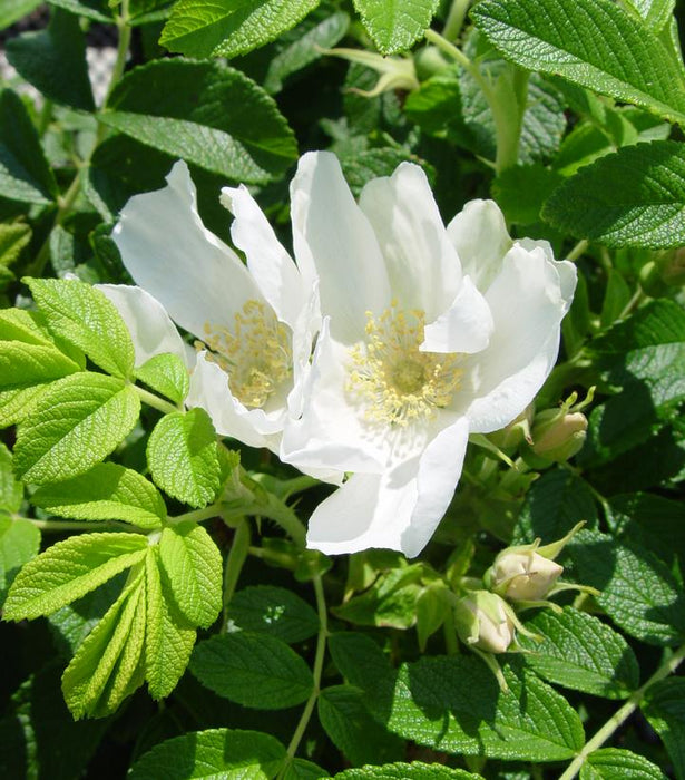 White Beach Rose (Rugosa Rose)