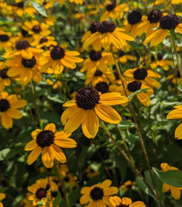 Three Lobed Coneflower