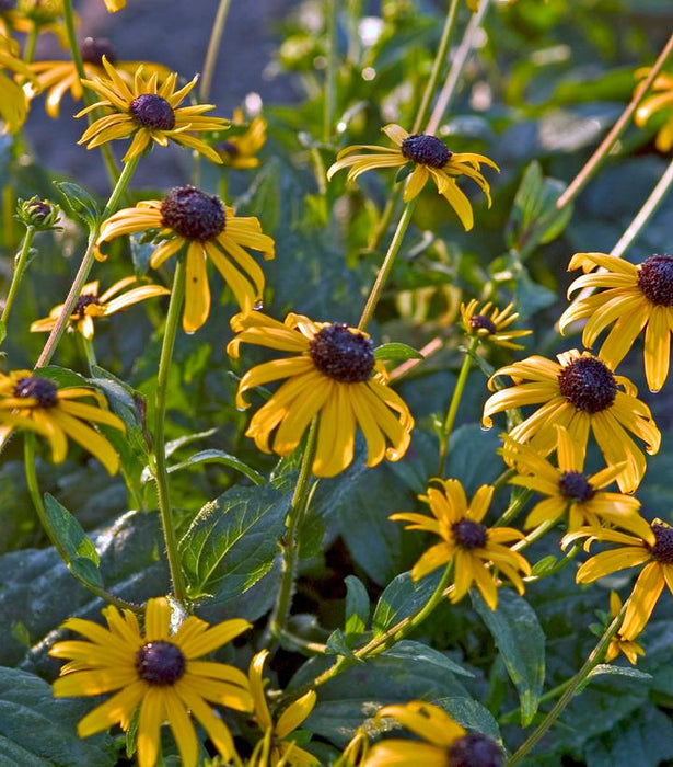 Fulgida Black Eyed Susan