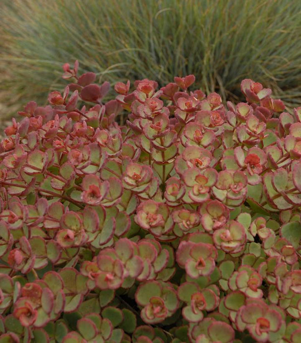 October Daphne Sedum