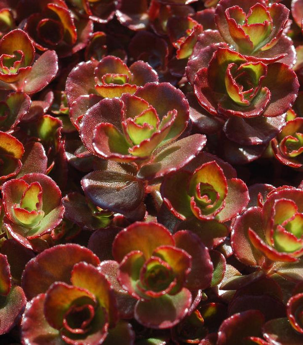 Fulda Glow Stonecrop