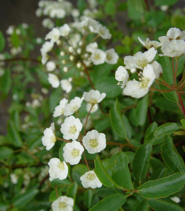 Renaissance Spirea