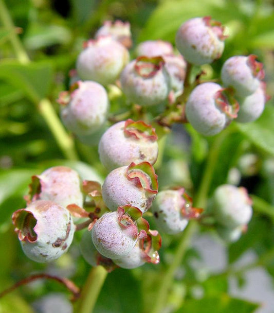 Blue Ray Blueberry Bush