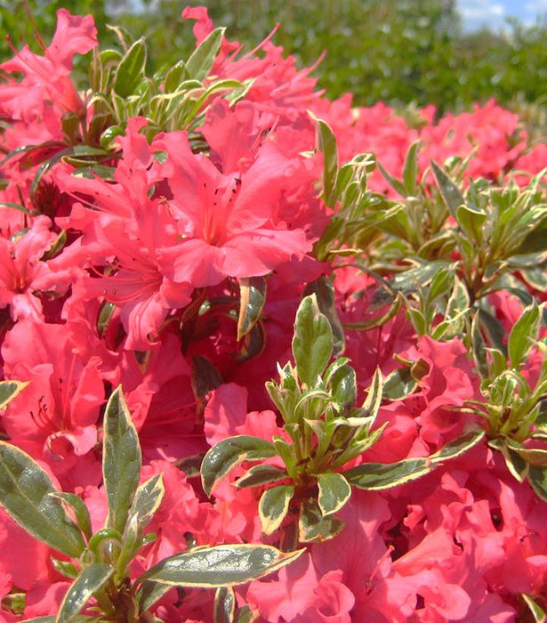 Arctic Rose Azalea