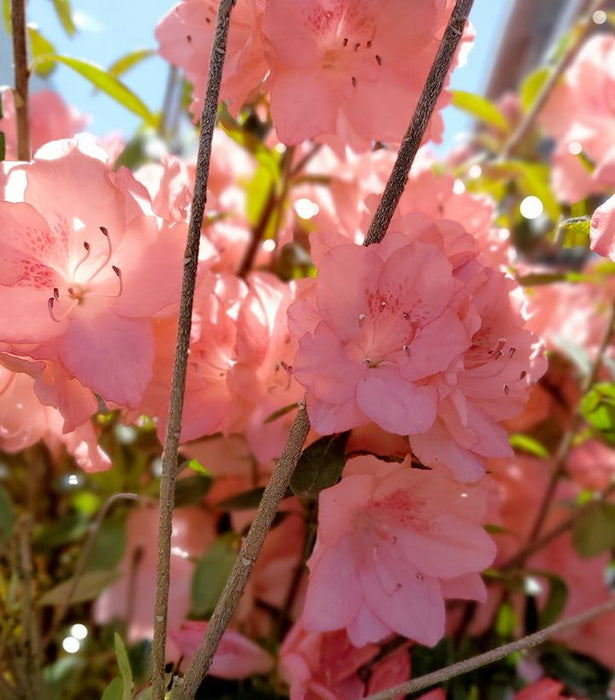 Blaauw's Pink Azalea