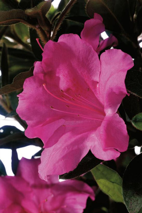 Encore® Autumn Royalty® Azalea