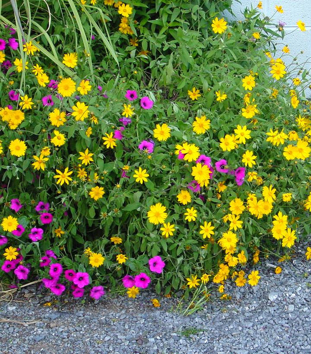 Sunshine Superman Star Tickseed Coreopsis