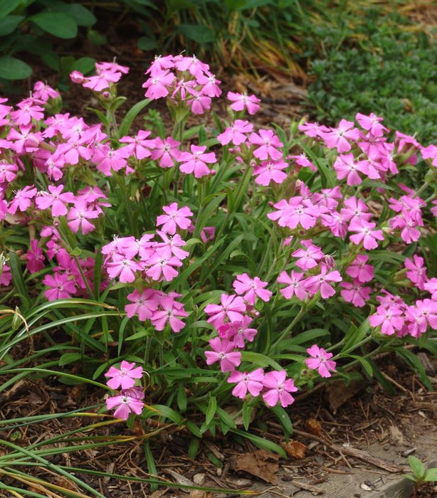 Short and Sweet Catchfly