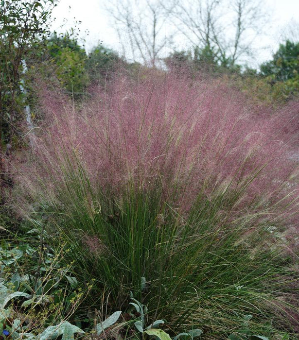 Muhly Grass