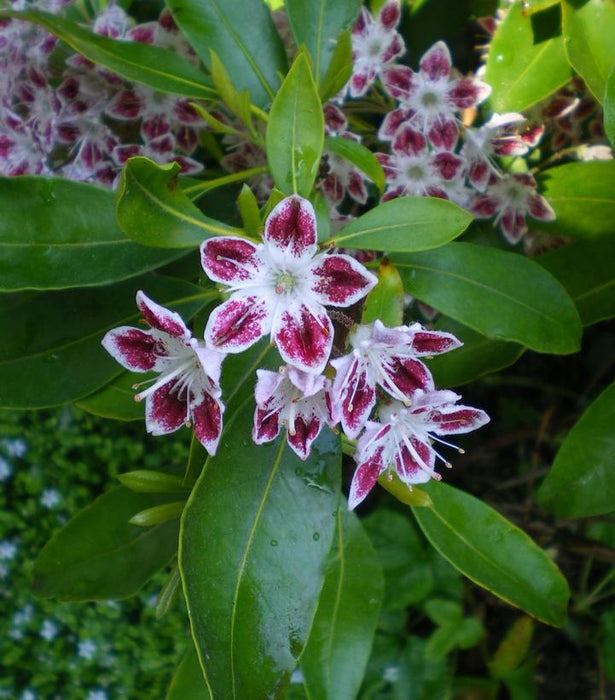 Galaxy Mountain Laurel