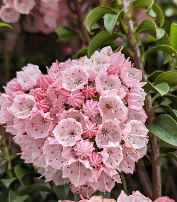 Little Linda Miniature Mountain Laurel