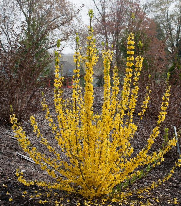 Show Off® Starlet Forsythia