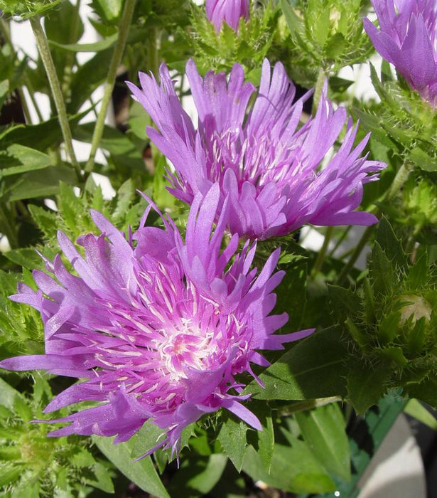 Mel's Blue Stoke's Aster