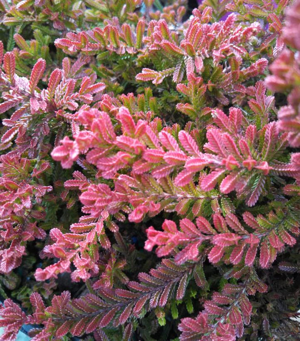 Spring Torch Scotch Heather