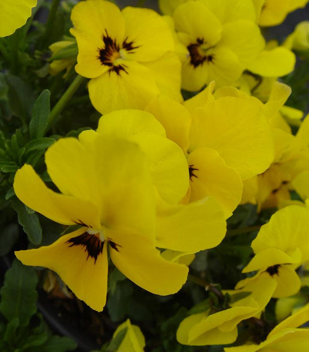 Penny™ Yellow Blotch Viola